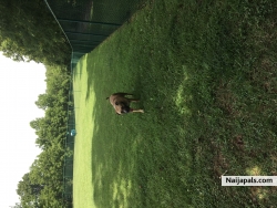 day at the doggy park