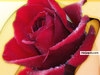 Lovely