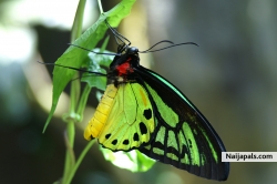 idemudia loveth (ukemobi)