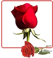 The most important things are the hardest to say, because words diminish them. Forever yours