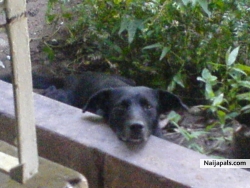 MI UNCLE'S BLACK DOG.....