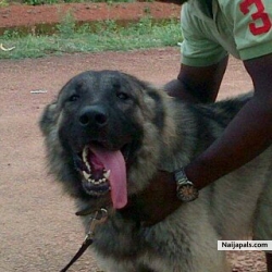 Take a look at this guy....