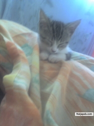 TAKING OUR CAT NAP!!!