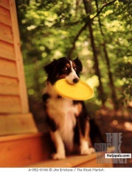 ....All Dogs Go To Heavens.....