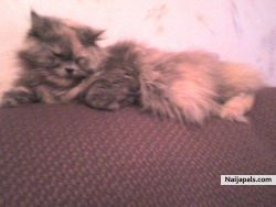 Shally :))