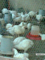 Chick