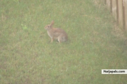 I am this rabbit