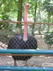in d zoo2