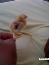 MY PET CHICK SARAYA,SAVED FROM THE POT!!!!!