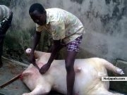 am d busher