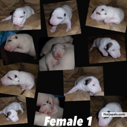 Opatola Bolaji