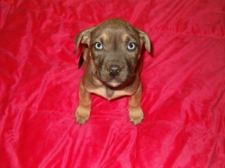my Dog Pussy