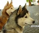 My cute little doggies