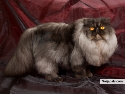 I had to take the foto of a cat that thinks it lives along the way to paris. (did it loose its Naijapals Profile #iD.)?