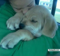 my daughter and our puppy at 12 weeks old sleepin