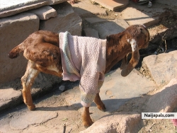 TELL ME HU DIS GOAT LOOK LIKE