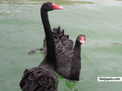 Black Onyx (blackonyx)