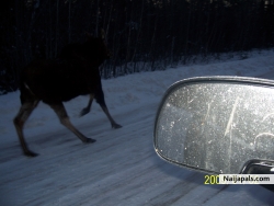 On a moose chase....