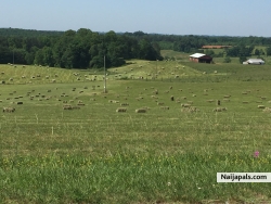today is a beautiful, I think it is so pretty when they bail the hay