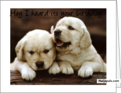 My puppys