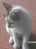 My pet noor
