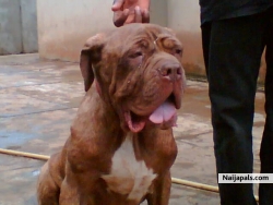 Franklin kizito (anorldfranklin)