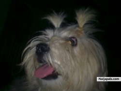 me lil dog