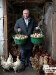 Eggs naijapals lay today  11.nov.2025 // 83 in total