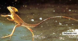 the running lizard