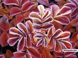 Like the winter leaves that never dry