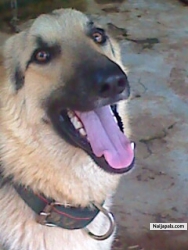 my dog