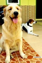 my lovely dog