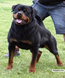 Godson govina (rhymeraboki)
