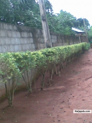 chidubem
