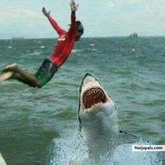 Som1 plz get diz shark bro a toothpick!
