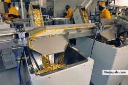 Zwarte Piet Factory. At this moment processing Maggi