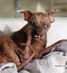 Its a rat! No its Cat! Noo its the Uglist dog alive!!!
