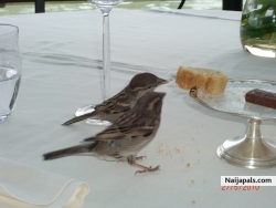 Love birds! enjoying leftovers ( from wasteful humans)!