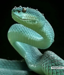 Hello the name is poison and whom are you my pal .