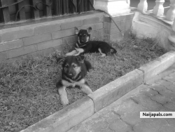my puppies