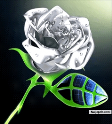 sparkling rose