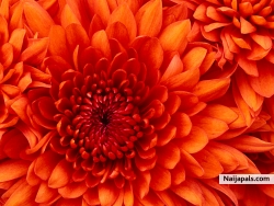 etnieflore (flore509)