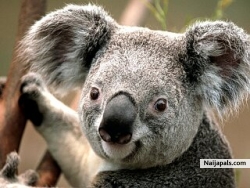 koala