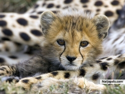 my fav animals