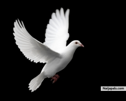 EAGLESLEADER DOVE
