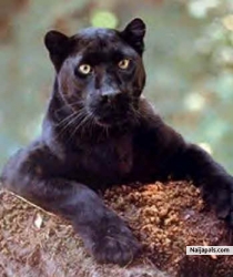 MY ANIMAL TOTEM(SPIRITUAL ANIMAL)