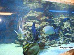 Liked the aquarium and the fish therein