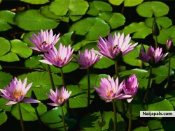 fidelia chidimma