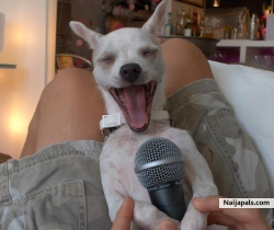 singing dog!!!