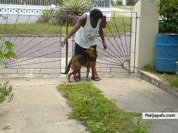 MI PLAYIN WID MI UNCLE'S OTHA DOG